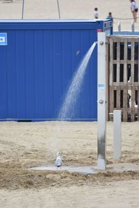 View of seagull on beach