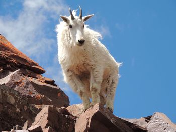 Low angle view of goat on rocky mountains against sky