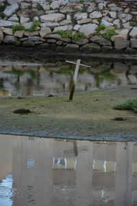 Reflection of tree in lake