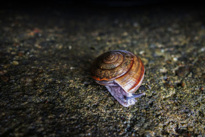 Close-up of snail