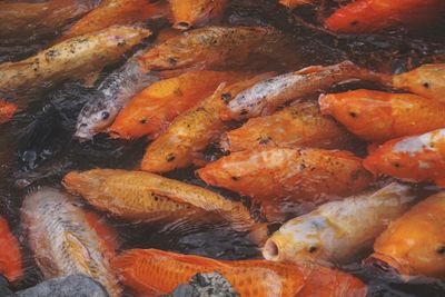 Full frame shot of koi fish