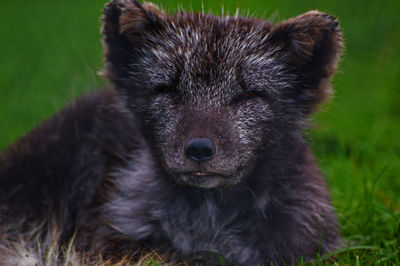 Close-up portrait of a dog