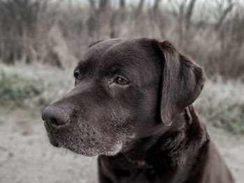 Close-up of dog looking away