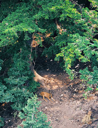 High angle view of a forest