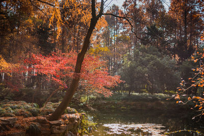 Trees in forest during autumn