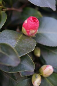 Close-up of pink rose