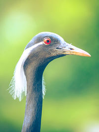 Portrait of the demoiselle crane, grus virgo,. small crane with red eye and white feathers