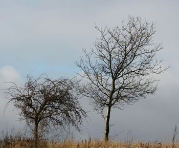 Bare trees on landscape