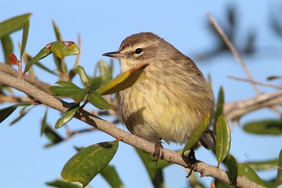 Close-up of bird perching on tree