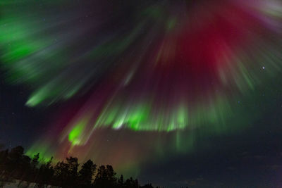 Low angle view of trees against sky at night