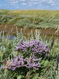 Close-up of purple flowering plants on field