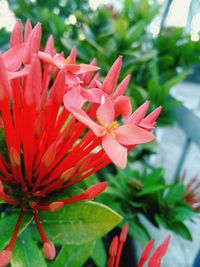 Close-up of red flowers blooming outdoors