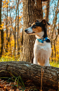 Dog looking away on tree trunk in forest