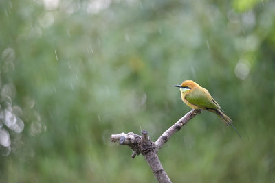 Close-up of bird perching on branch