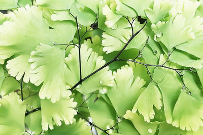 Close-up of white flowering plants