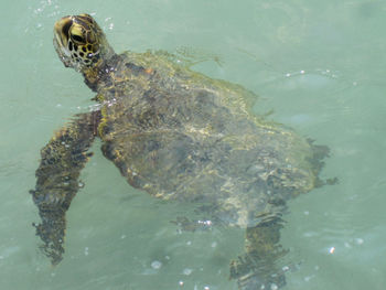 High angle view of turtle in sea