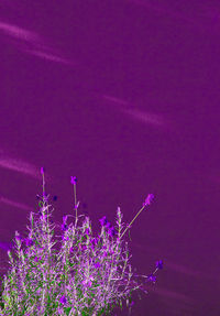 Close-up of pink flowering plant against sky at night