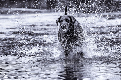 Portrait of dog in water