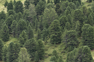 Pine trees in forest