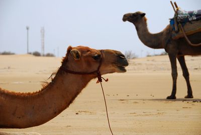 Two camel view