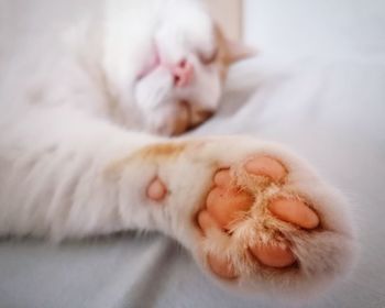 Close-up of cat sleeping