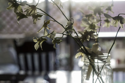 Close-up of plants against blurred water