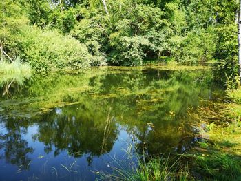 Reflection of trees in lake