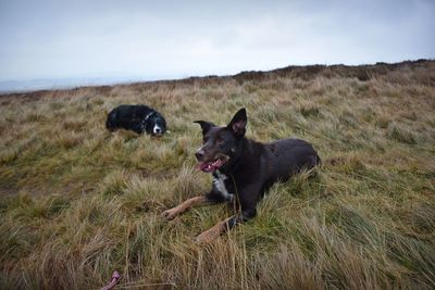 Portrait of dogs on grassy hillside