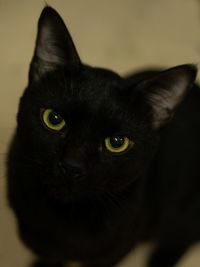 Portrait of black cat