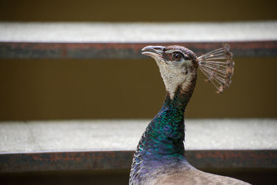 Close-up of a bird looking away