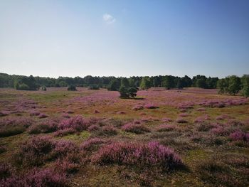 Scenic view of grassy field against sky