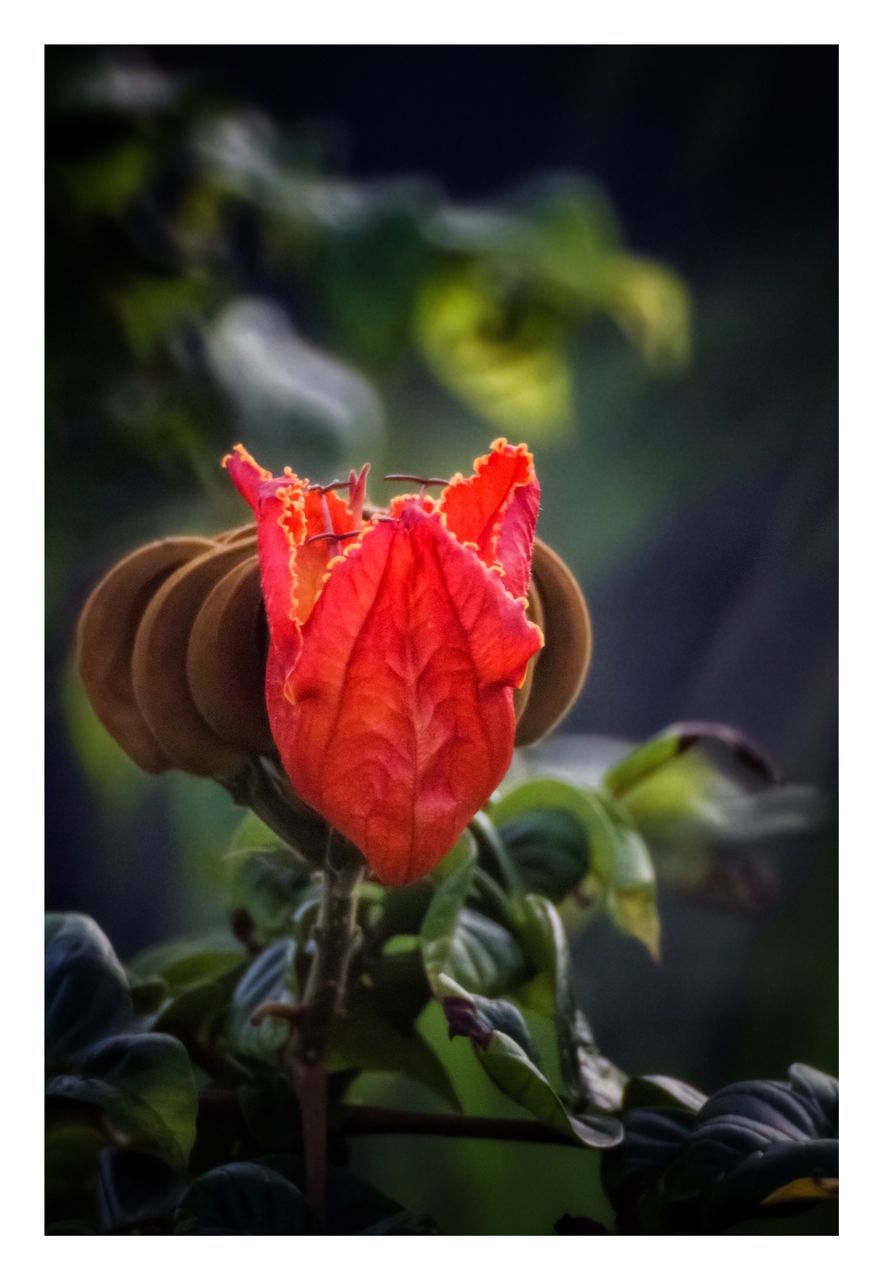 flower, flowering plant, plant, beauty in nature, petal, freshness, vulnerability, close-up, fragility, flower head, inflorescence, transfer print, growth, auto post production filter, nature, red, rose, focus on foreground, no people, plant part, outdoors, sepal, wilted plant