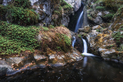 Scenic view of waterfall in forest