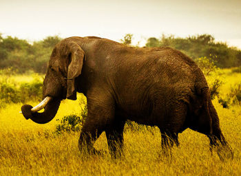 Side view of elephant on field