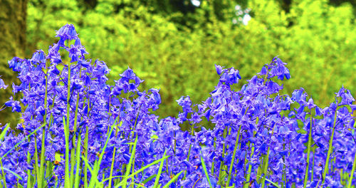 Purple flowers blooming in field