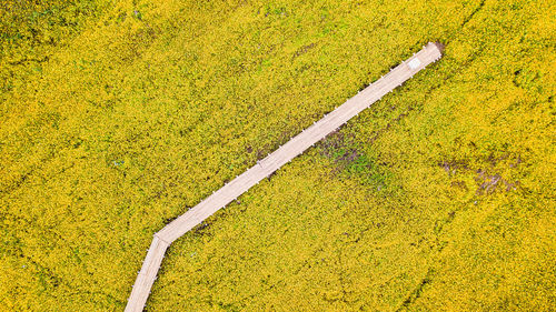 High angle view of yellow leaf on field