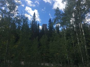 Low angle view of trees in forest against sky