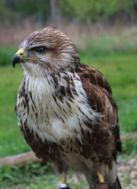 Hawk in a falconry club 