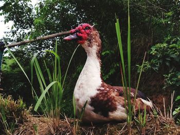 Close-up of a bird on a field