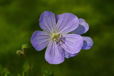 Close-up of purple flowers blooming