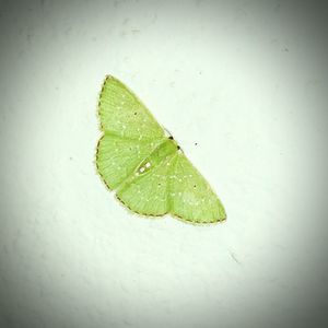 Close-up of leaf over black background