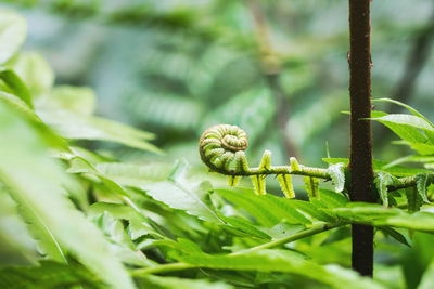 Close-up of snail on plant