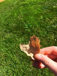 Hand holding grass in field