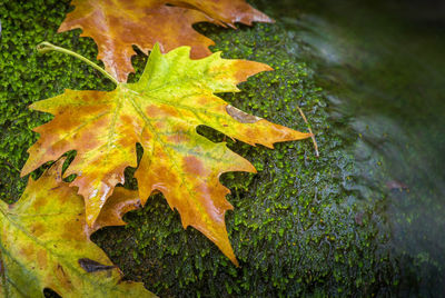 Close-up of yellow maple leaves during autumn