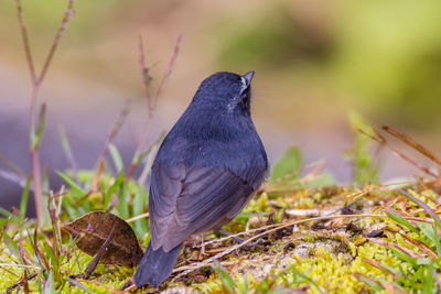 Close-up of bird perching on a field