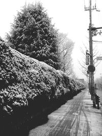 View of road along trees