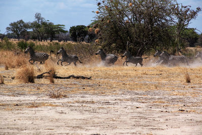 View of sheep on field
