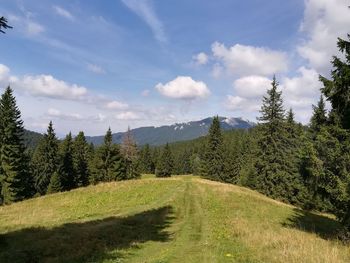 Scenic view of pine trees against sky