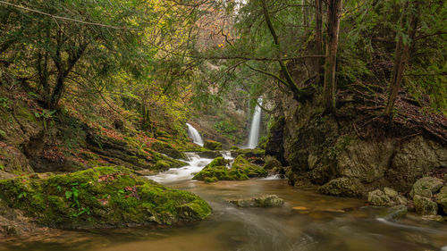 View of stream flowing through forest