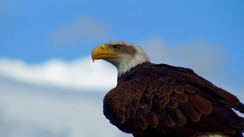 Low angle view of eagle against sky
